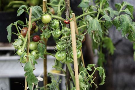 How To Grow Cherry Tomatoes