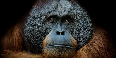 The 3 Species Of Orangutan Asias Only Great Ape