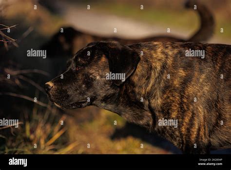 Black Dogs In Closeup Portrait In Nature Stock Photo Alamy