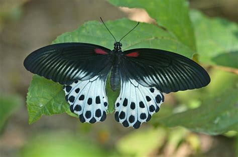 Ver más ideas sobre disenos de unas, uñas hermosas, uñas. Hola: LAS 10 MARIPOSAS MÁS SORPRENDENTES Y BELLAS DEL MUNDO