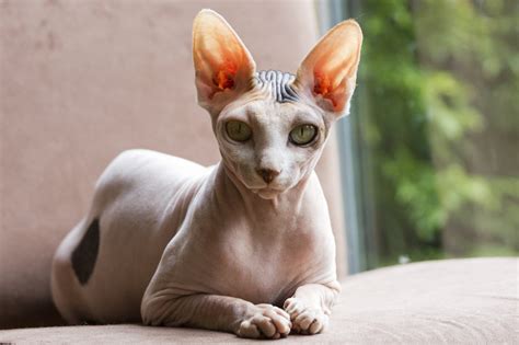 14 Cool Facts About Sphynx Cats Petpress