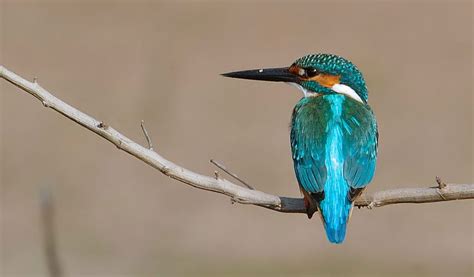 Common Kingfisher Bird Facts Information And Pictures
