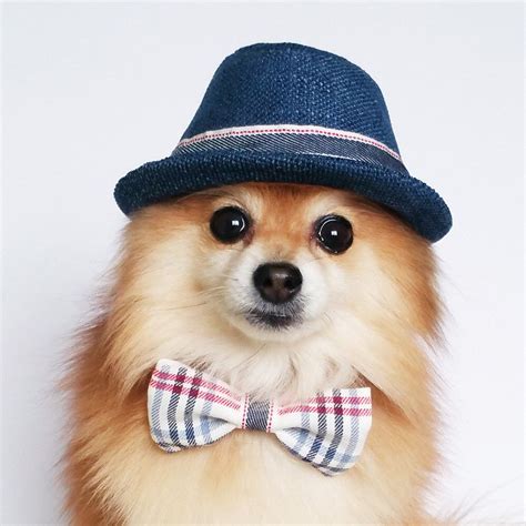 Fedora For Dogs Cats Handmade Dog Hats Dog Caps Summer