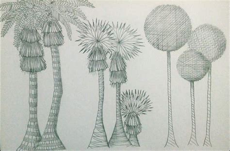 Dibujos A Grafito Representación De Vegetación En Alzado Y Planta