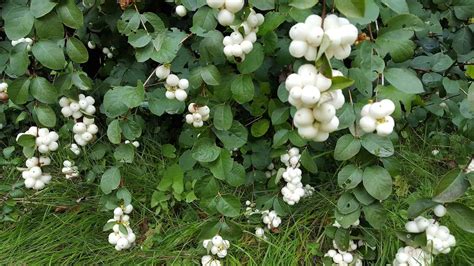 White Snowberry Plant Guide