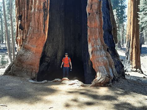 Biggest Tree On Earth