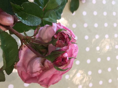Are My Rosebuds Being Eaten — Bbc Gardeners World Magazine