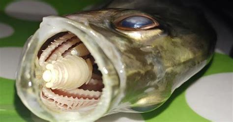 The Vampire Parasite That Replaces A Fishs Tongue