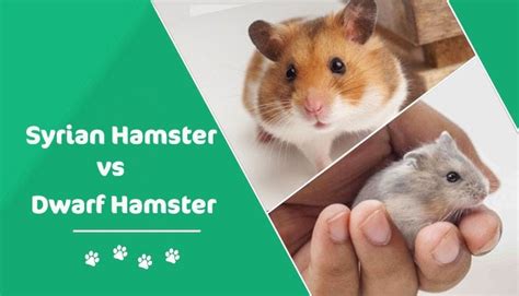 Syrian Hamster Vs Dwarf Hamster What Is The Difference With