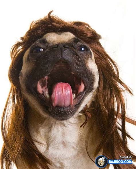 24 Pictures Of Goofy Dogs Wearing Wigs Funny Pets Dog With Wig