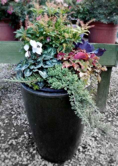 17 Best Images About Fall And Winter Container Garden Ideas On