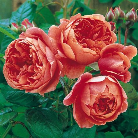 Summer Song David Austin Roses Container Roses English Roses