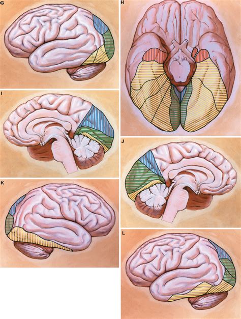 Lateral Medial And Basal Views Of The Brain With Color Coded Sectors