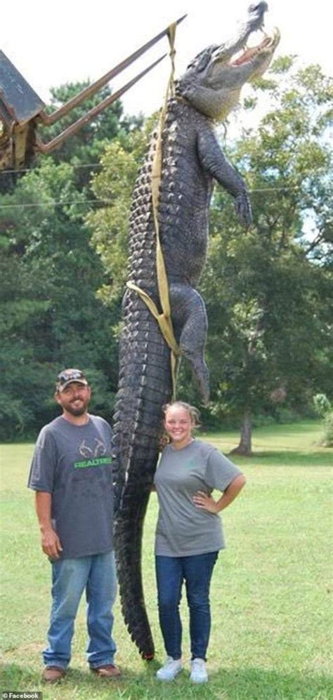Georgia Hunters Manage To Capture Massive 700 Pound Alligator That Breaks State Record