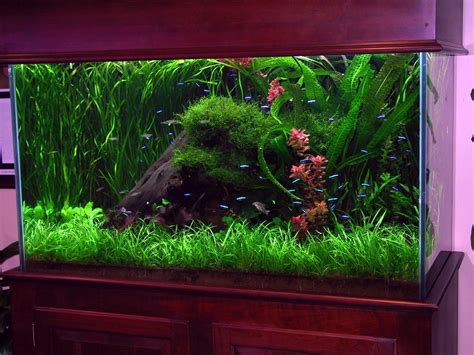 Interior Designs Ideas Corner Fish Tanks Aquariums Acrylic Tank Design Filter Gravel Custom