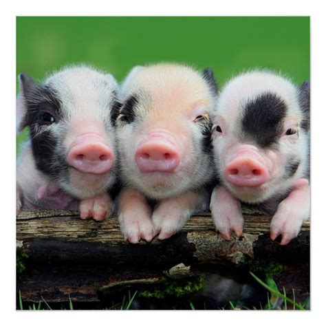 อลบม 105 ภาพ The Three Little Pigs รปภาพ ความละเอยด 2k 4k
