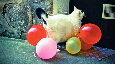 Cat Vs Balloon Funny Youtube