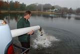 Images of Texas Fish Stocking Schedule