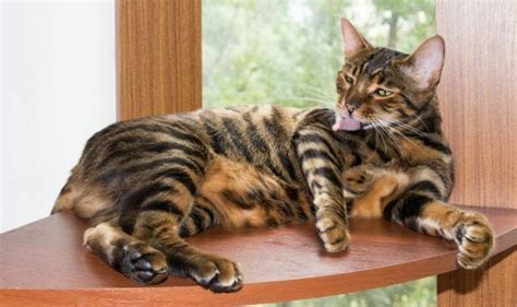 Toyger Cat Toyger Kittens Toyger Cat Breed Toy Tigers