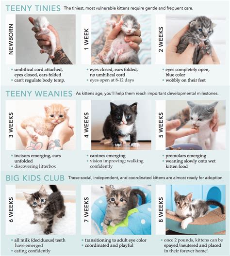 Kitten Weight Chart Anna Blog