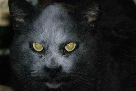 Scary Cat Is Compared To The Devil In Disguise But Feline