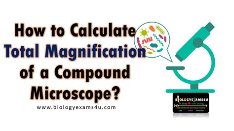 Total Magnification Of A Microscope Total Magnification Of