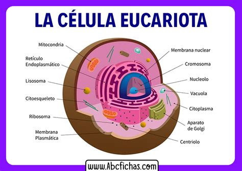 La Celula Eucariota Partes ABC Fichas