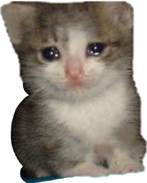 Download Crying Cat Meme Transparent - Crying Cat Meme Png ...