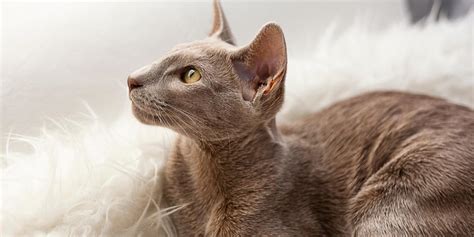 Oriental Shorthair Cat Breed Size Appearance And Personality