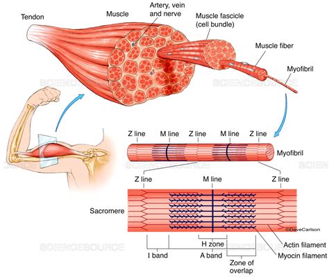 Muscular system facts for kids. Science Source - Muscle Structure (labeled), illustration