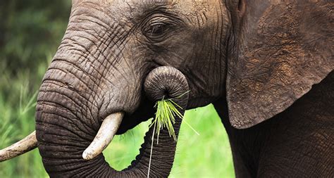 What do elephants eat, very large creatures have large appitites, elephants rely on their trunks for eating and drinking, but what do they eat. How do elephants eat cereal? With a pinch | Science News ...