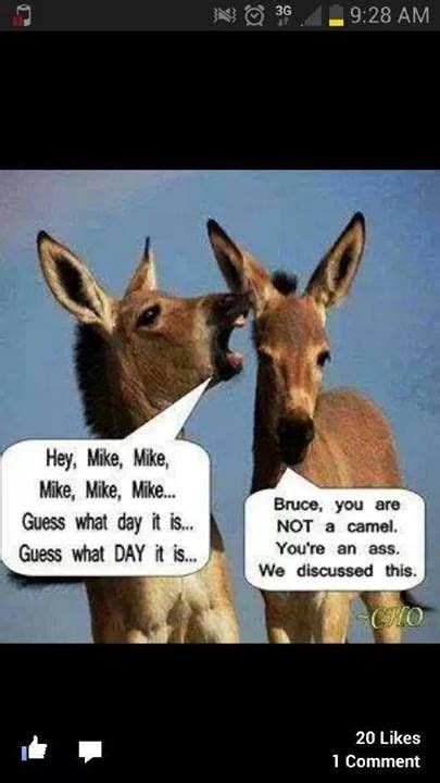 Hump Day Hump Day Humor Funny Pictures Pinterest Humor