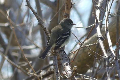 ebird canada checklist 8 may 2023 erieau mcgeachy pond ca 21 species 1 other taxa