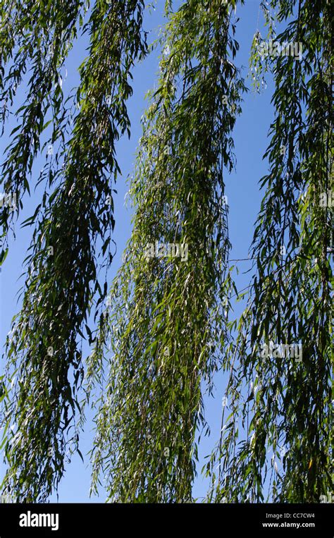 Composition Made Of Vertical Hanging Weeping Willow Salix Babylonica