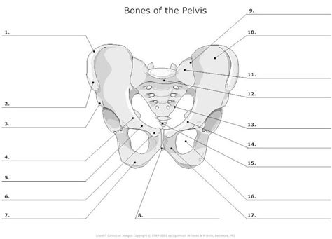 View, isolate, and learn human anatomy structures with zygote body. Female Reproductive System Diagram Unlabeled New 11 Best Of Blank Anatomy Worksheets Human ...