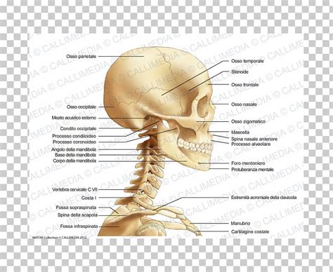 Head and neck anatomy is important when considering pathology affecting the same area. Neck Bone Anatomy Head Human Skull PNG, Clipart, 360 Degrees, Anatomy, Bone, Cervical Vertebrae ...