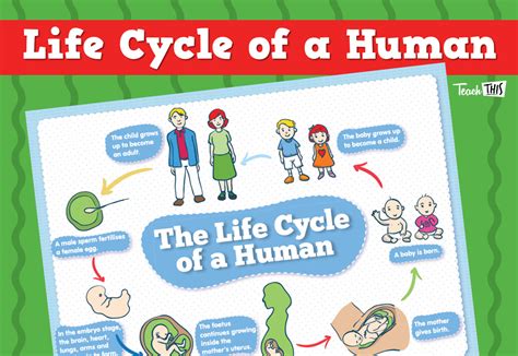 Human Life Cycle Human Life Cycle Life Cycles Classroom Games