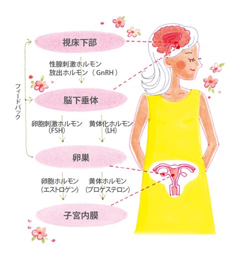 ホルモン補充周期について │【医師監修】ジネコ不妊治療情報