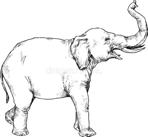 Elefant Hand Gezeichnet Vektor Abbildung Illustration Von Kabel