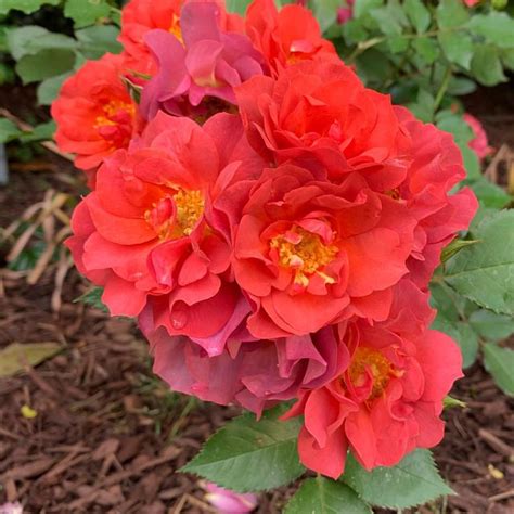 Rose cinco de mayo pictures is match and guidelines that suggested for you, for motivation about you search. A festive spray #cincodemayo #cincodemayorose #floribunda ...