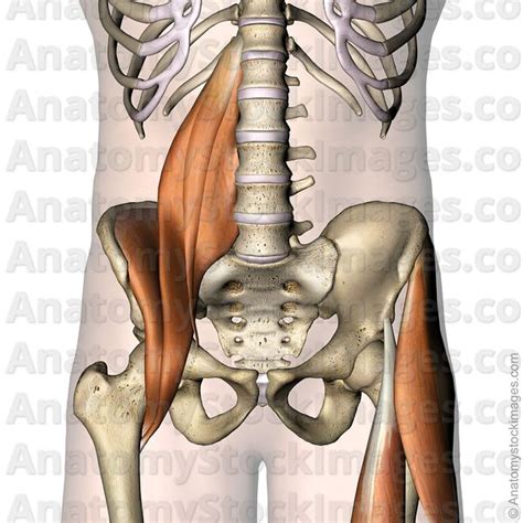 Anatomy Stock Images Hip Musculus Psoas Major Minor Iliacus Muscle