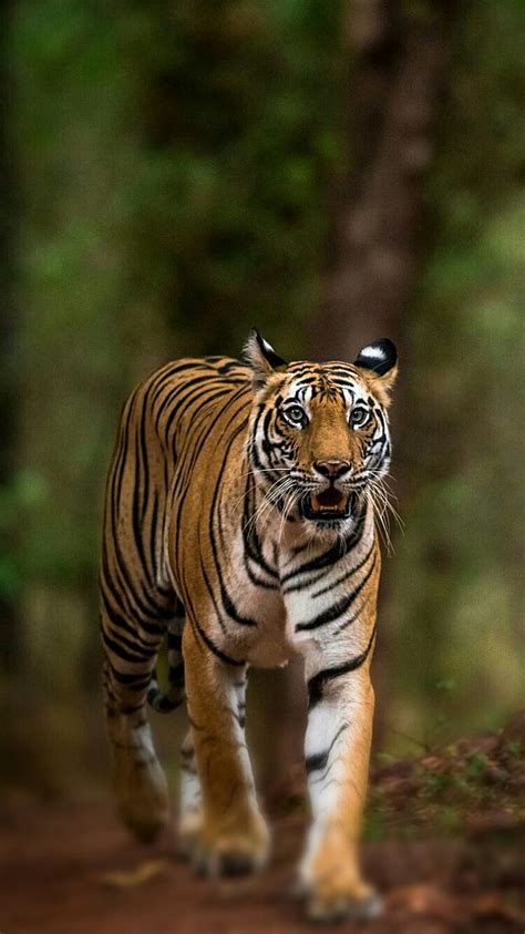 Royal Bengal Tiger Wallpaper