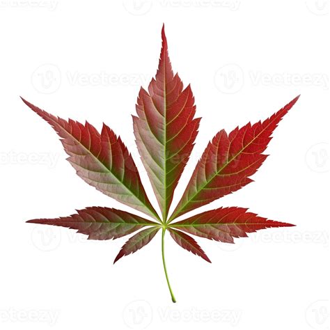 Japanese Maple Leaf Isolated On Background With Generative Ai 24955780 Png