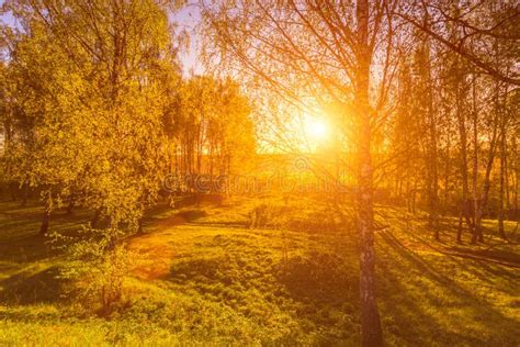 Sunrise Or Sunset In A Spring Birch Forest With Rays Of Sun Stock Image