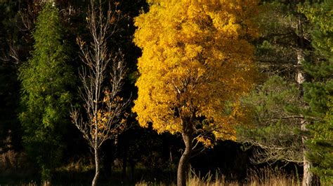 Yellow Green Leafed Autumn Forest Trees Hd Nature Wallpapers Hd