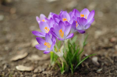 Spring Crocus Plant Care And Growing Guide
