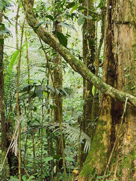 Amazon Rainforest Plants List