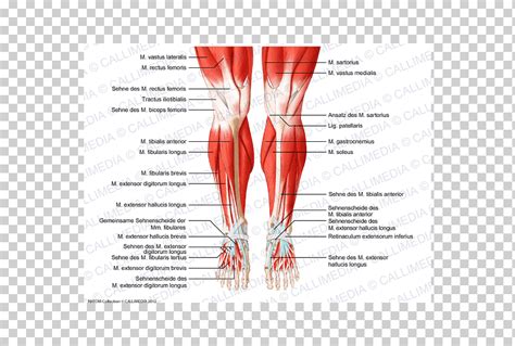 Descarga Gratis Rodilla Anatom A Humana Cuerpo Humano Sistema