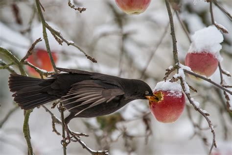 Eine gattung der rosengewächse, siehe äpfel einen ortsteil der stadtgemeinde gummersbach, siehe apfelbaum (gummersbach) apfelbaum bezeichnete früher. Am Apfelbaum Foto & Bild | tiere, natur Bilder auf ...