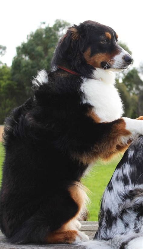April is active dog month! Dog collar - Magnetic Red | Australian shepherd, Dogs, Dog ...